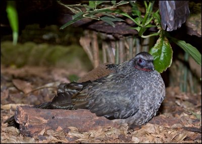 Rusty-Margined Guan