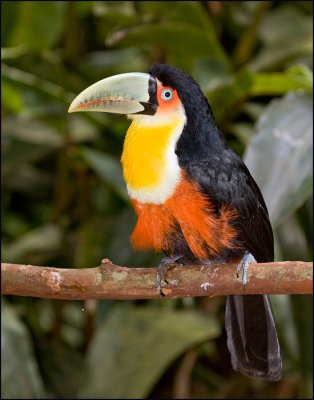 Red-Breasted Toucan