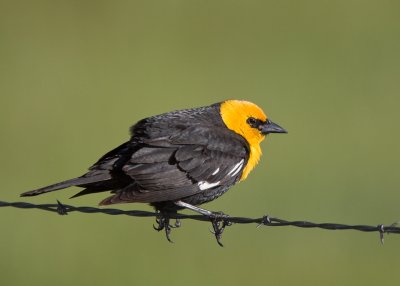 Birds from the Sierra Valley Region