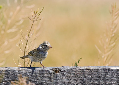 Vesper Sparrow