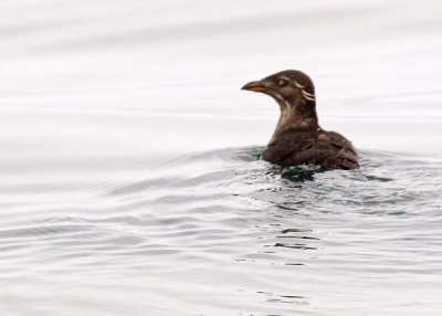 Rhinoceros Auklet