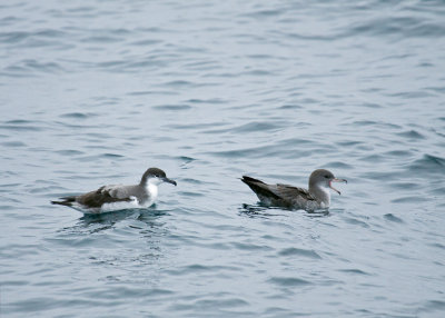 Buller's and Pink-footed Shearwater