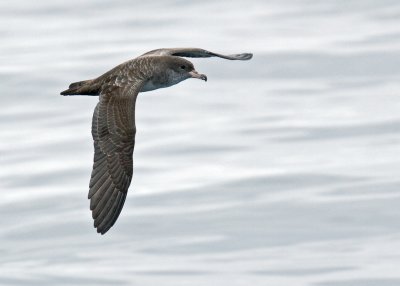 Pink-footed Shearwater