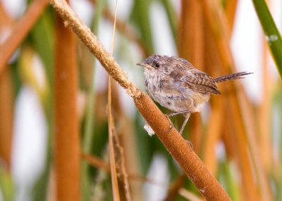 Marsh Wren