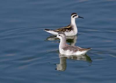 Wilson's and Red-necked Phalaropes