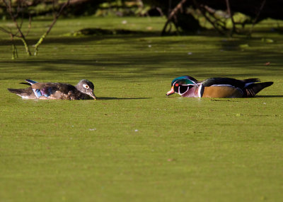 Wood Duck