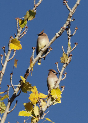 Cedar Waxwing