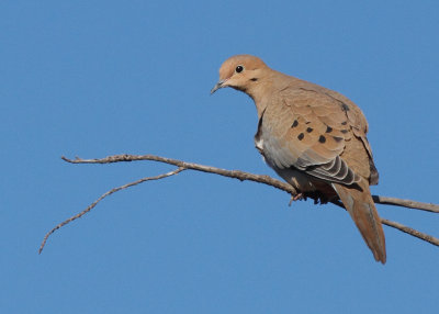 Mourning Dove