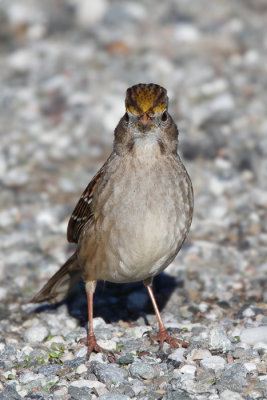 Golden Crown Sparrow