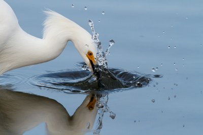 Snowy Egret