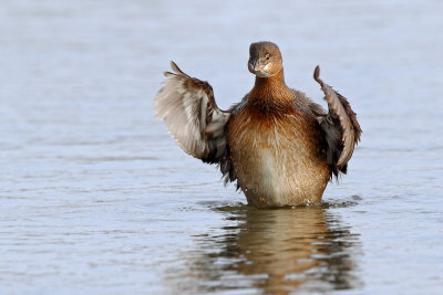 Pied-billed Grebe