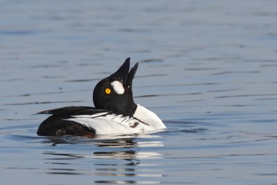 Common Goldeneye