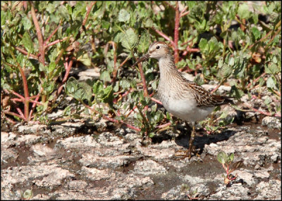 Pectoral Sandpiper