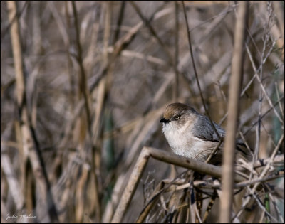 Bushtit