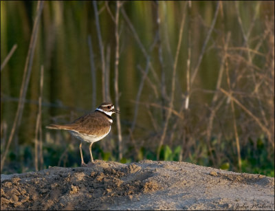 Killdeer