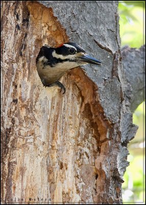 Male Hairy Woodpecker leaving the nest