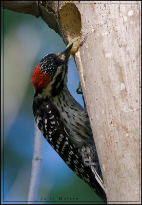 Nuttall's Woodpecker brings food to the nest