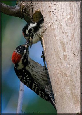 Male Nuttall's Woodpecker feeding chick
