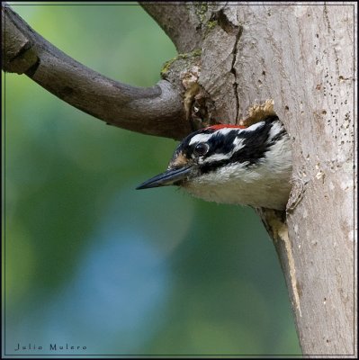 Male Nuttall's Woodpecker exits the nest