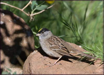 Golden-Crown Sparrow
