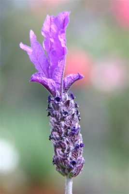 Macro Photography