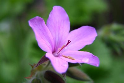 IMG_3492 Medium.JPG
