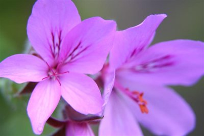 IMG_3488 Medium.JPG