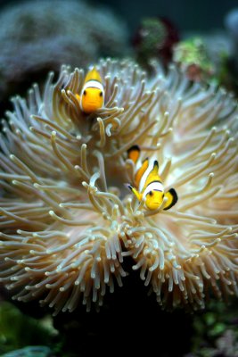 Sea Life