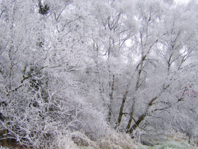 Frosty trees.jpg