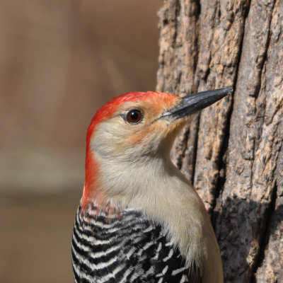 Red-bellied Woodpecker-male 'Melanerpes carolinus'