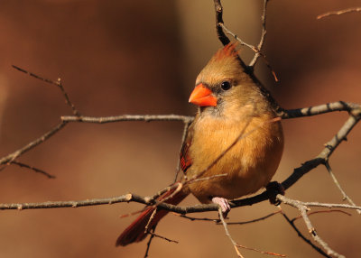 Northern Cardinal-female 'Cardinalis cardinalis'
