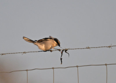 Loggerhead Shrike 'Lanius ludovicianus'