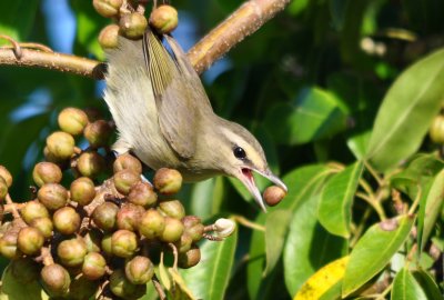 Yucatan Vireo 'Vireo magister'