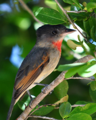Rose-throated Becard-male 'Pachyramphus aglaiae'