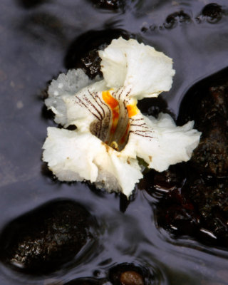 Stranded Flower In Running Creek