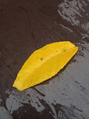 Yellow Leaf on Slate After Rain
