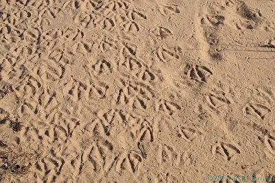 Animal tracks