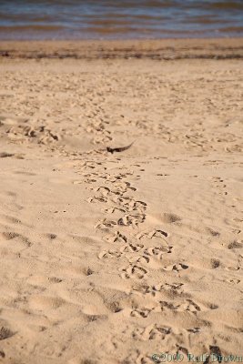 Animal tracks on the beach
