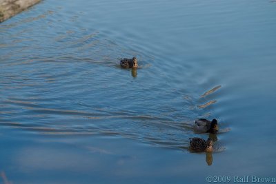 DSC51536.jpg