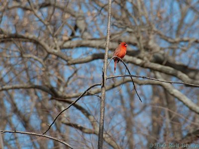 2009-02-09 Cardinal
