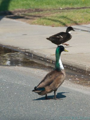 Why did the duck cross the road?