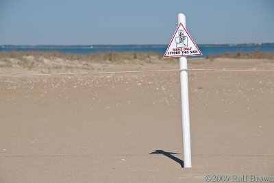 Birds Only