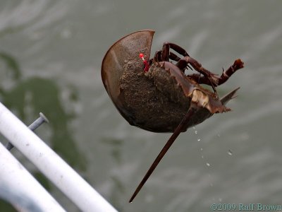 This horseshoe crab got caught in the fishing line