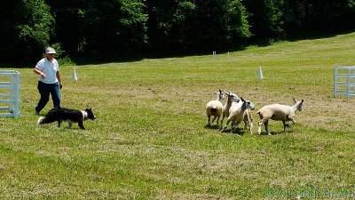 Sheepherding demonstration