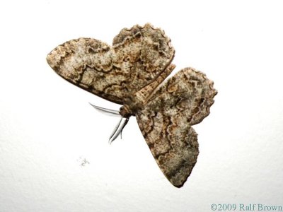 2009-07-02 Moth
