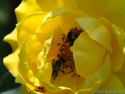 2009-09-06 Buzzing