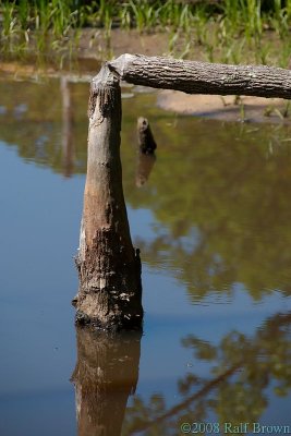 Beaver-felled tree