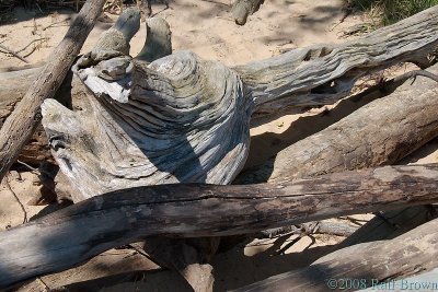 Driftwood Log