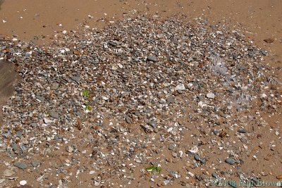 Accumulated shells