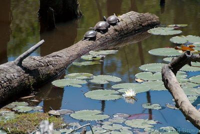 turtles sunning